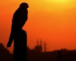 pirimilla al atardecer