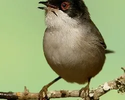 curruca cabecinegra