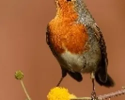 Mi colaborador personal