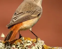 Madame Phoenicurus phoenicur
