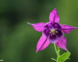 Flores de Noruega