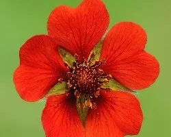 Flores de Noruega