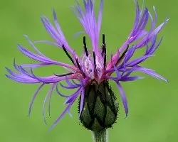 Flores de Noruega