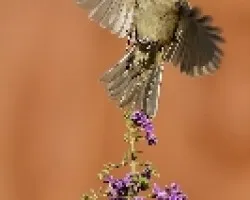 Atrapando una gota