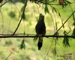 Long-tailed Silky-Flycatcher