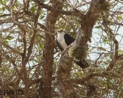 Pandion haliaetus