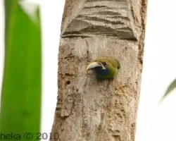 aulacorhynchos prasinus