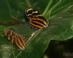 mariposas