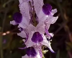 Linaria Anticaria