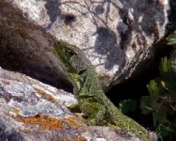 Lagarto ocelado