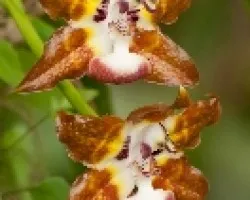 Huntleya burtii