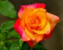 Rosa