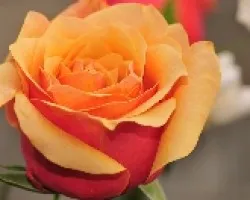 Rosa 1