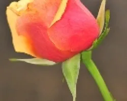 Rosa 2