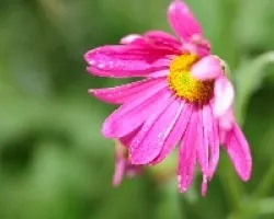 Gerbera