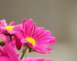 Gerberas