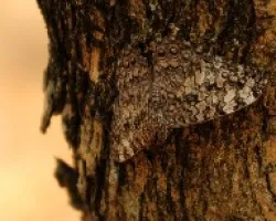 Mariposa Camuflada