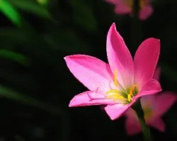 Florecillas