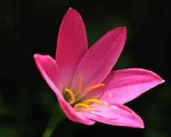 Flores de Jardin