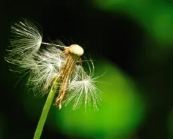 Al viento