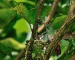 Colibri y su cria
