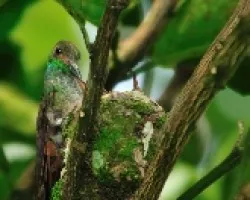 Colibri y su cria