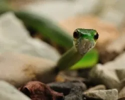 Serpiente fotogenica