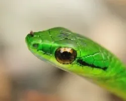 Serpiente fotogenica