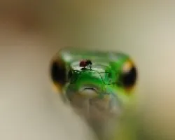 Serpiente fotogenica
