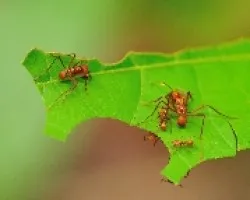 Hormigas Trabajando
