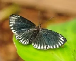 mariposa sobre hoja