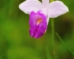 Una flor que esta en todas las casas