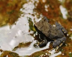 sapito