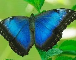 Morpho