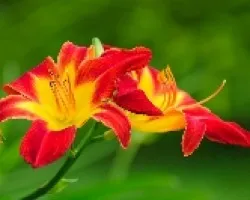 otro flor