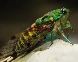 Cigarra