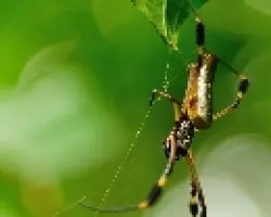 Araña