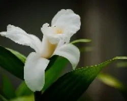 Orquidea Flor de Un Día
