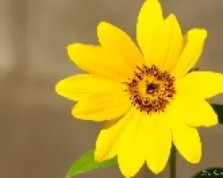 girasol