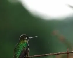 Colibri en espera 