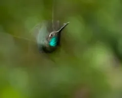 Colibri Rapido 