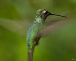 Colibri Furioso