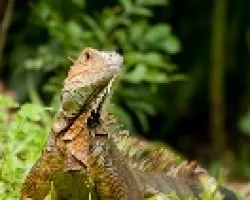 Iguana