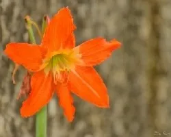 Lirio