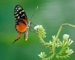Mariposa