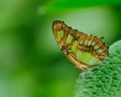 Mariposa 2