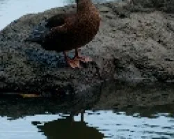 Pato 