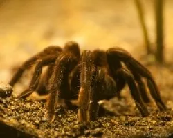 Tarántula