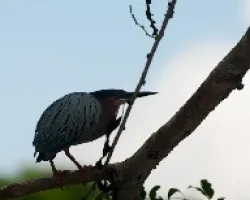 Garcilla Verde (Butorides virescens)