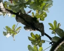 Bradipus variegatus